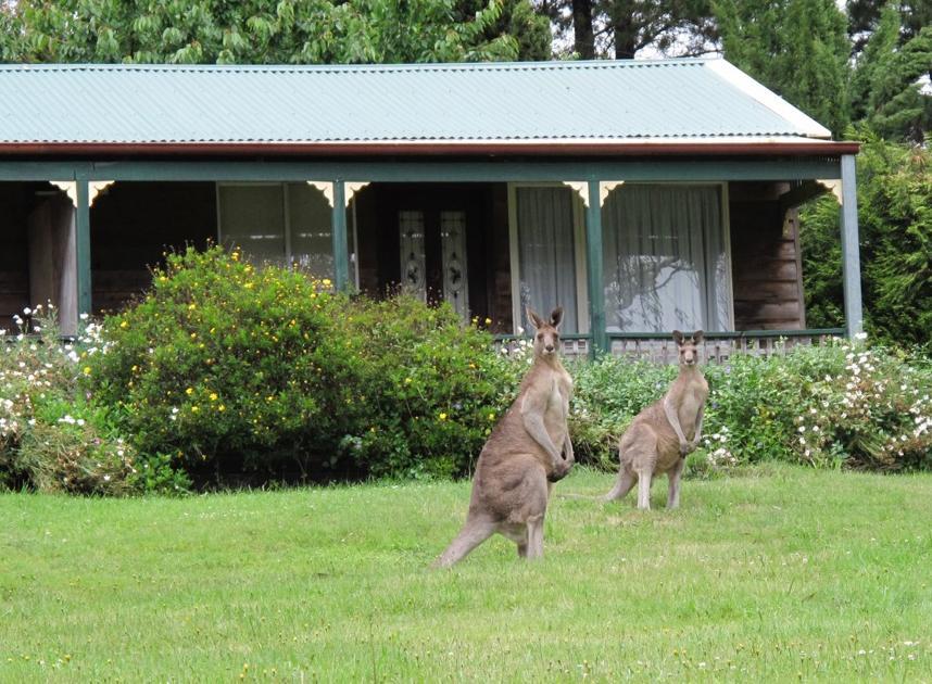 Cedar Lodge Cabins Mount Victoria Εξωτερικό φωτογραφία